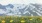 a field of yellow flowers with a mountain in the background