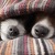 dogs under a blanket